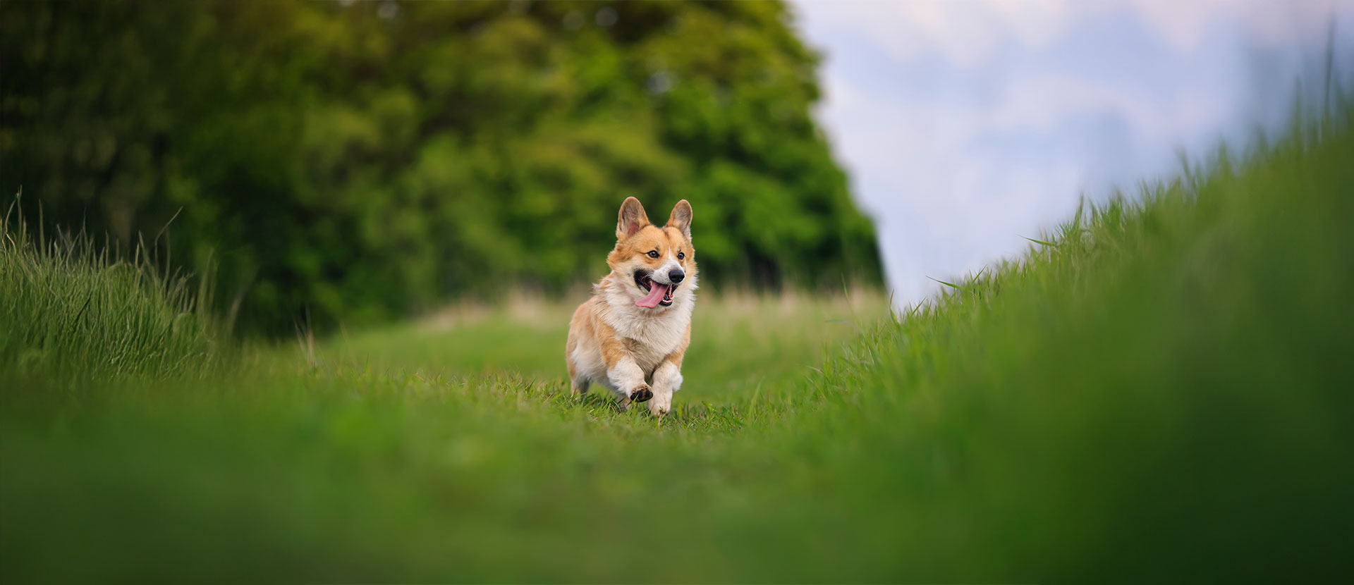 ¿cómo mantener a mi perro feliz?